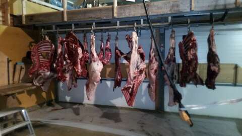 Two moose carcasses cut into quarters