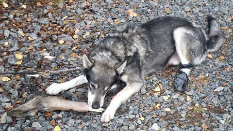 Dog with moose foreleg and a sock around his left hind paw